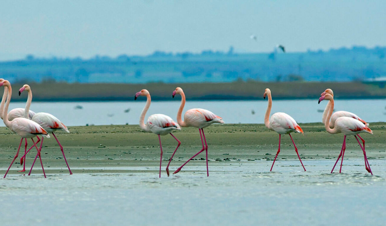 Flamingo birds that walk in a row in shallow water between strips of land. 