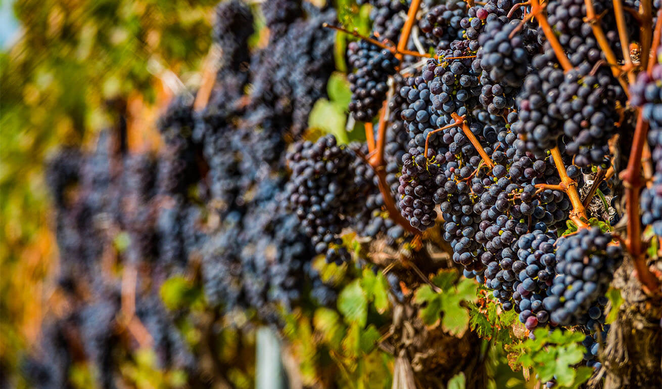 Rows of vines full of dark grapes. Sunshine.