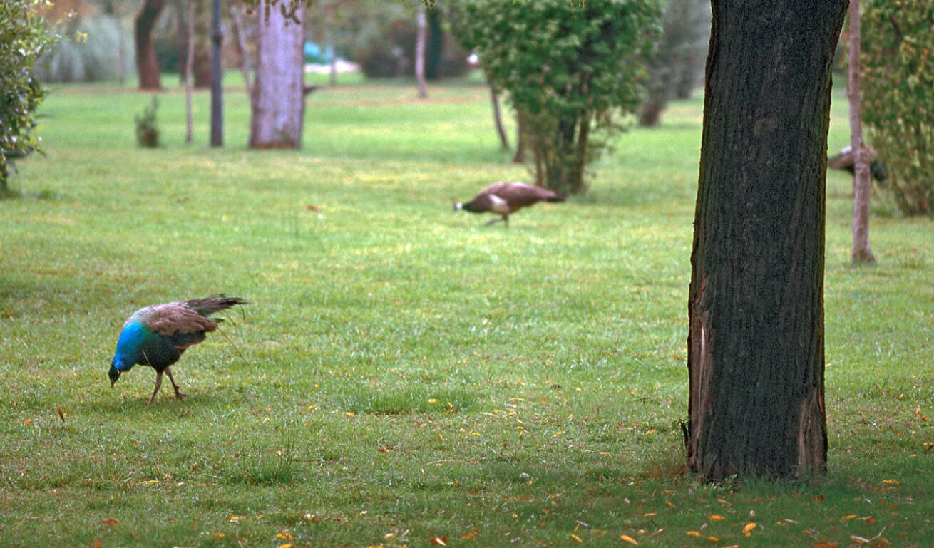 View of the parc of the town with some peacocks between the trees