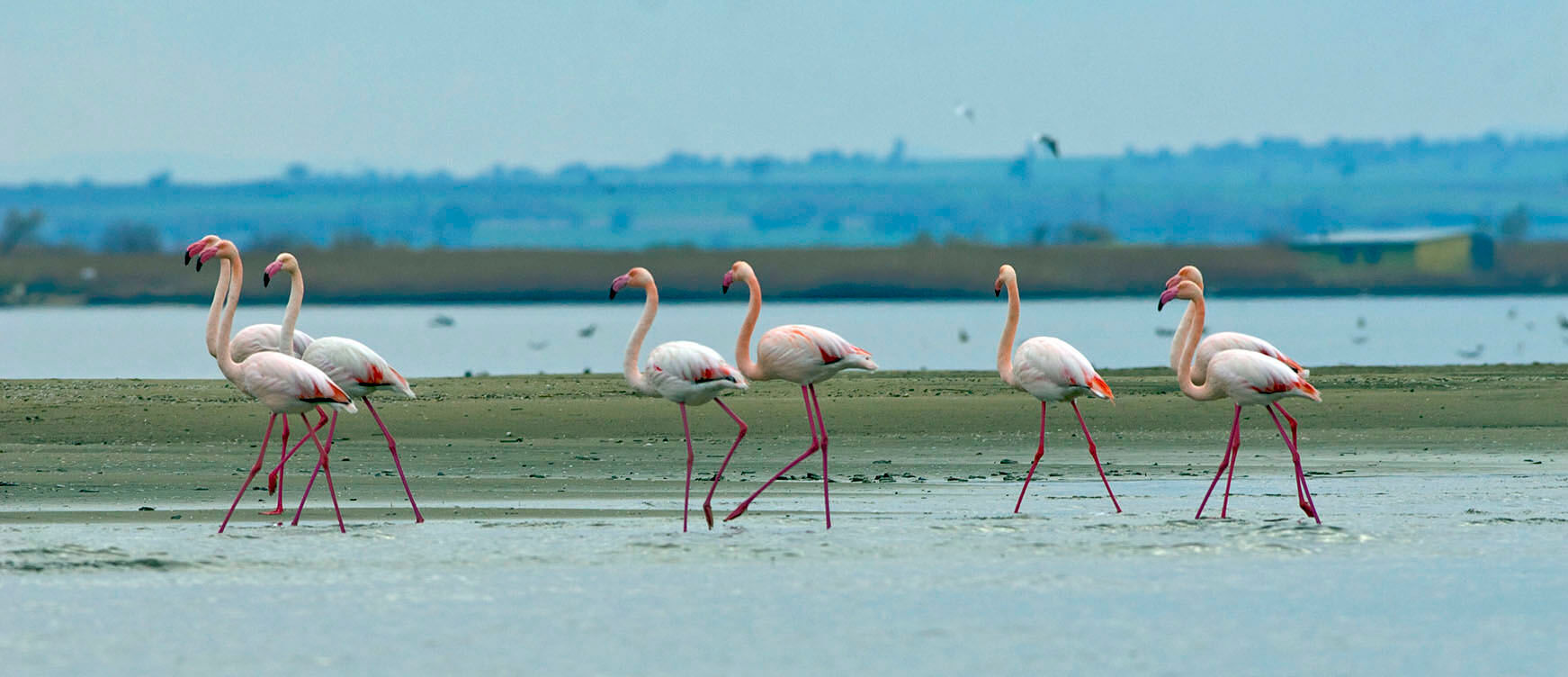 Flamingo birds that walk in a row in shallow water between strips of land. 