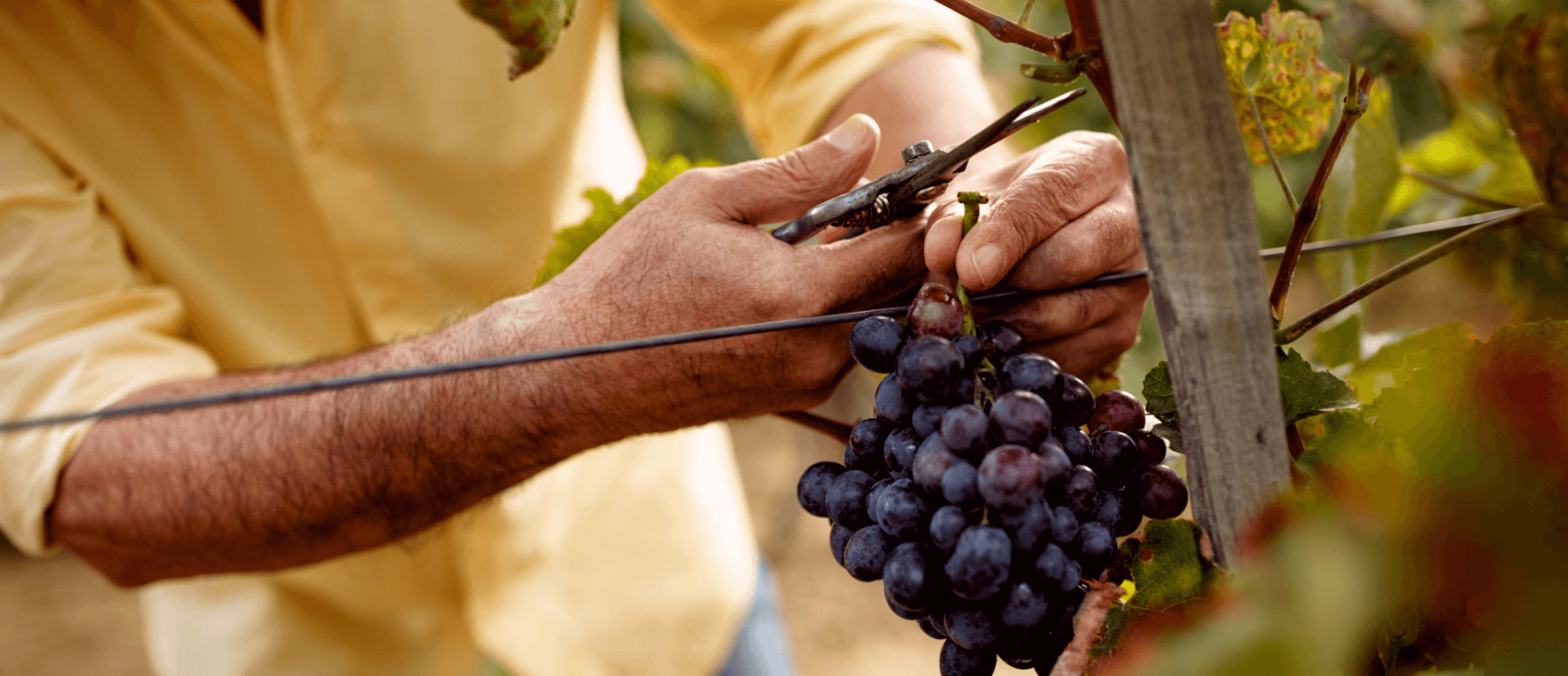 Harvesting of wine grapes