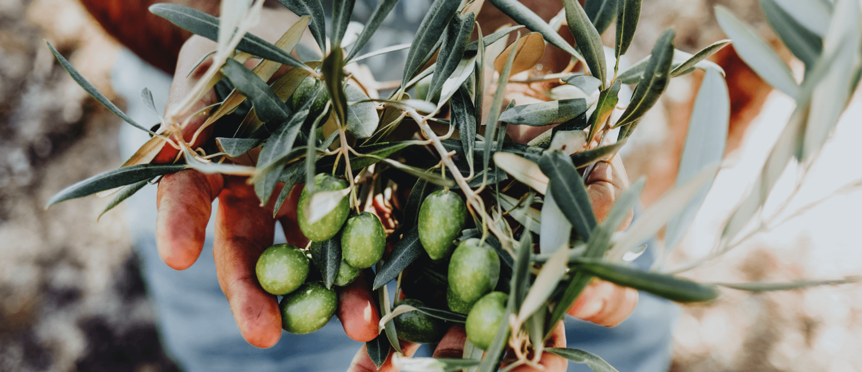 Hand picking of olives