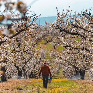 Man walks in the middle of a field with blooming trees with white flowers and green low grass.