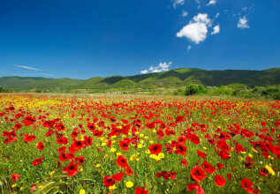 a valley of red poppies