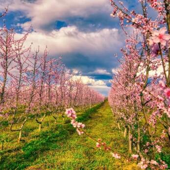 orchard of bloomed peach trees in spring in the plain of Veria in northern Greece