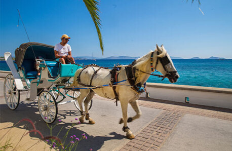 White carriage with white horse passes by beach road next to blue sea with sunshine.