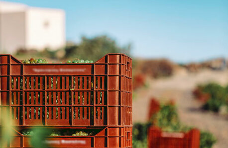 Αμπελώνας με ανθρώπους που δουλεύουν, τοπίο κοντά στη θάλασσα, απογευματινός ήλιος.