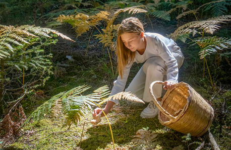 Young girl in white clothes and a wicker basket picking mushrooms in a forest with many plants. Sunlight and shadows.