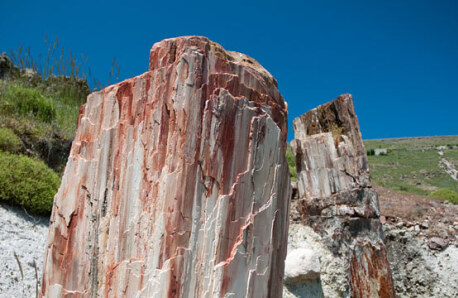 2 fossilized tree trunks up close and in the background landscape with low green vegetation. 