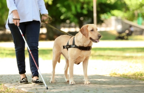 service dog by a disabled person