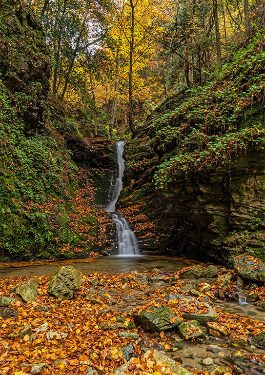 Serene autumn waterfall in a forested gorge, surrounded by vibrant yellow leaves and mossy green rock walls.