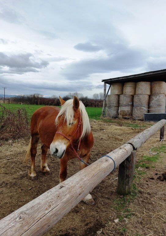a little brown pony on a farm
