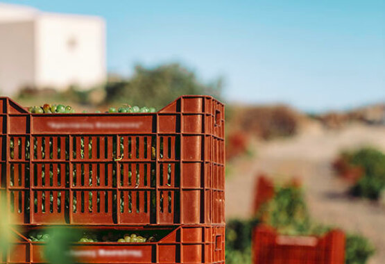 Αμπελώνας με ανθρώπους που δουλεύουν, τοπίο κοντά στη θάλασσα, απογευματινός ήλιος.