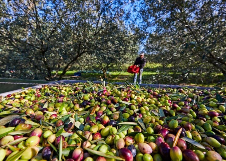 freshly harvested olives at an olive grove and a man in the background harvesting olives