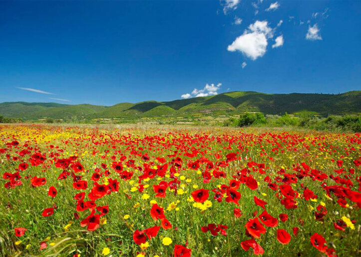 a valley of red poppies
