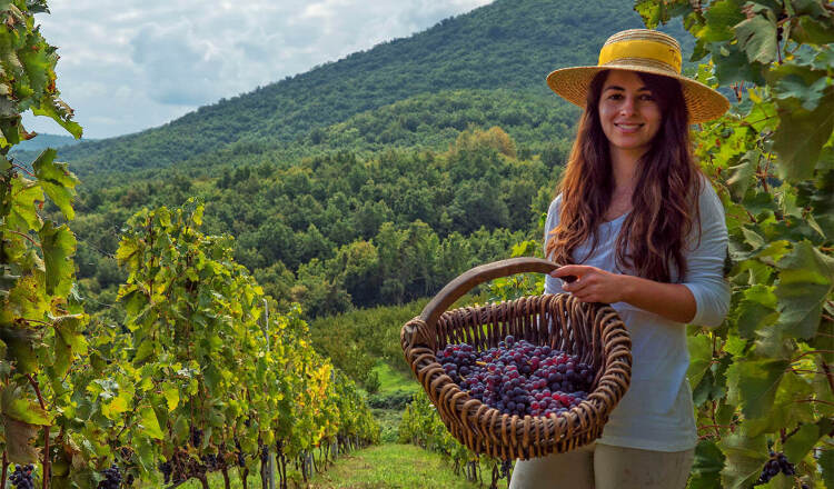 Smiling woman holding a basket of red grapes and wearing a hat in a vineyard. In the background a hillside with many trees. Sun with clouds.