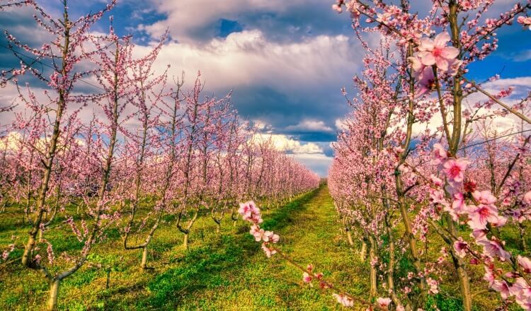 περιβόλι με ανθισμένες ροδακινιές την άνοιξη στον κάμπο της Βέροιας στη βόρεια Ελλάδα