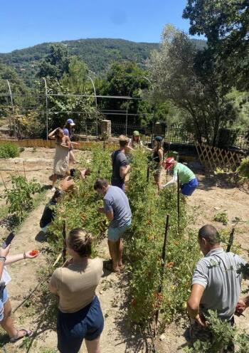 poeple harvesting veggies