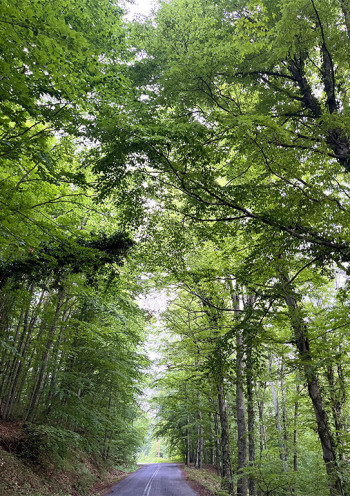 a road driving though high trees